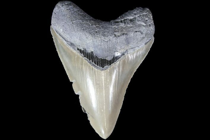 Serrated, Fossil Megalodon Tooth - Nice Color #84146